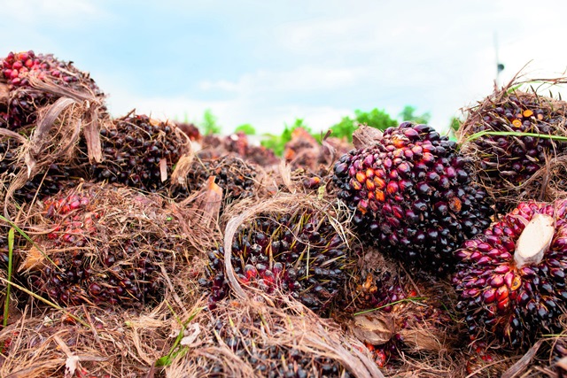 Exportaciones de aceite de palma registran un crecimiento de 79% respecto al año anterior
