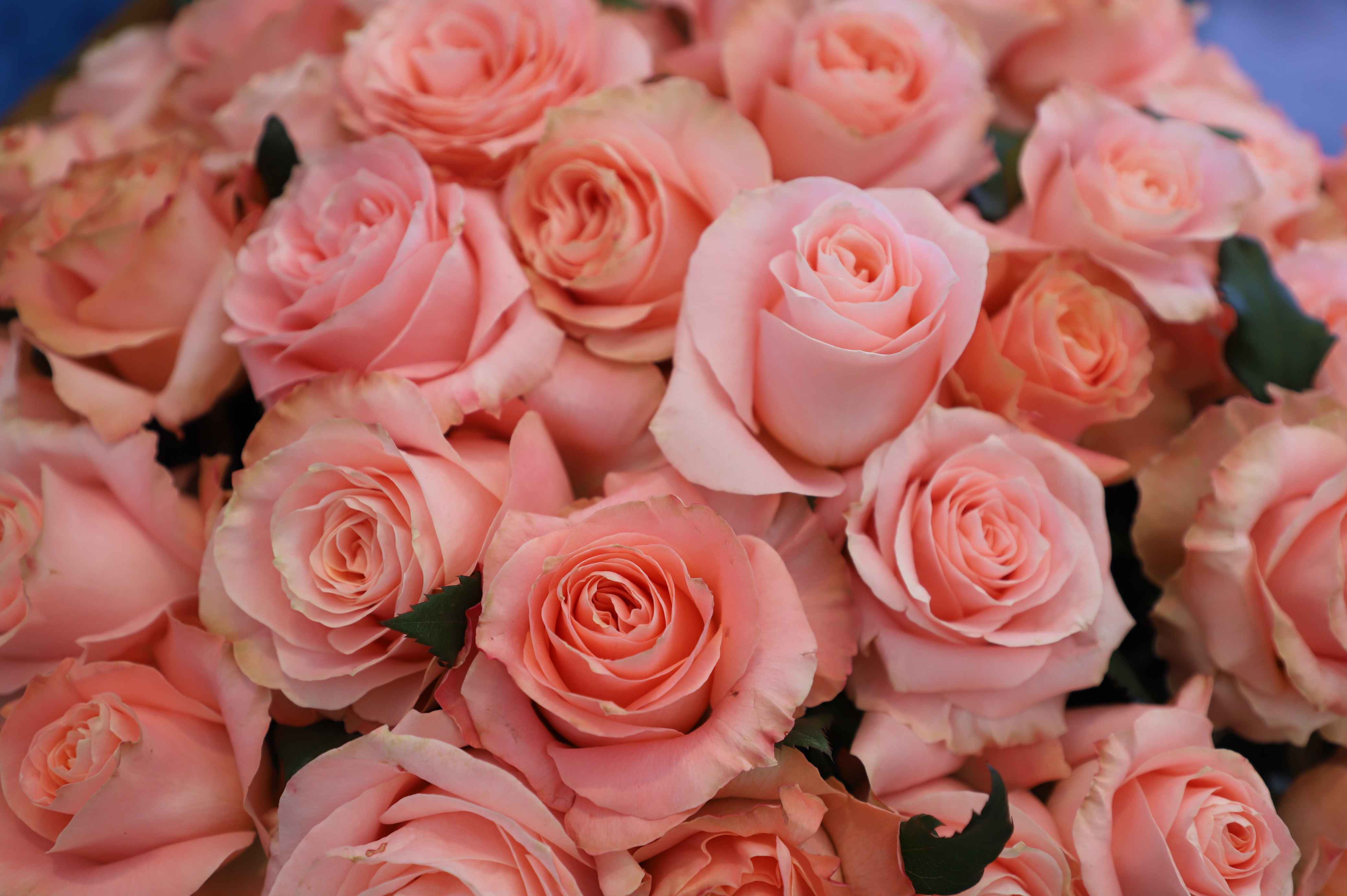 Arreglos florales, la muestra de cariño que Guatemala lleva al mundo